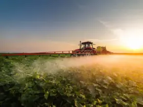 fungicida sistemico Bayer